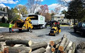 Best Tree Maintenance Programs  in Sands Point, NY