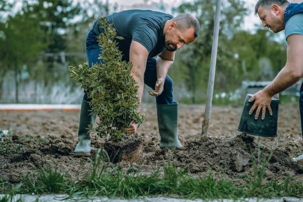 Sands Point, NY Tree Care Services Company