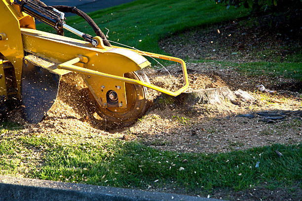 Best Root Management and Removal  in Sands Point, NY